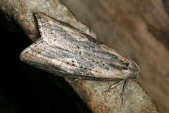 Doloploca punctulana