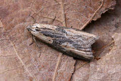 Doloploca punctulana