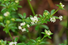 Asperula euryphylla