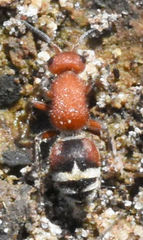 Timulla ferrugata