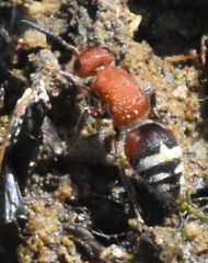 Timulla ferrugata