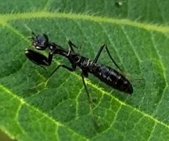 Odontomantis