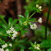 Broad-leaved Woodruff - Photo (c) Reiner Richter, some rights reserved (CC BY-NC-SA), uploaded by Reiner Richter