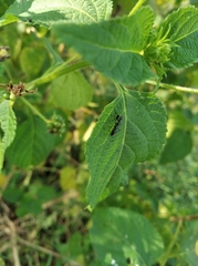 Odontomantis