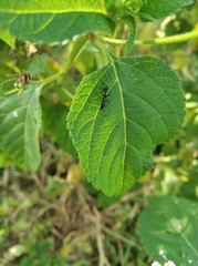 Odontomantis
