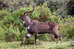 Tragelaphus buxtoni