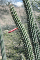 Cleistocactus pungens