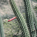 Cleistocactus pungens - Photo (c) Martin Lowry, some rights reserved (CC BY-NC), uploaded by Martin Lowry