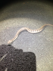 Acanthophis antarcticus