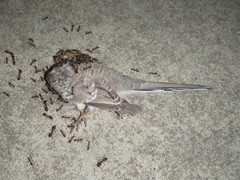 Geopelia placida placida