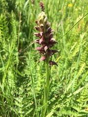 Anacamptis coriophora