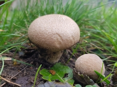 Lycoperdon lividum