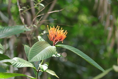 Ixora congesta