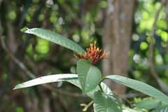Ixora congesta