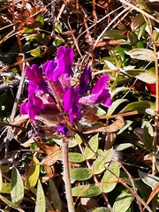 Oxytropis erecta