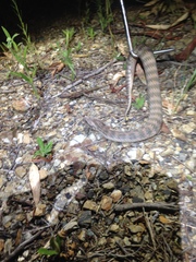 Acanthophis antarcticus