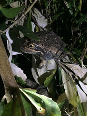 Limnodynastes dumerilii dumerilii
