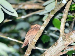 Batrachostomus mixtus