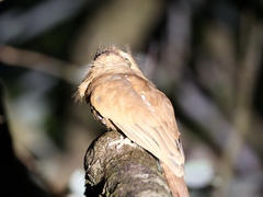 Batrachostomus mixtus