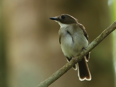 Cyornis umbratilis