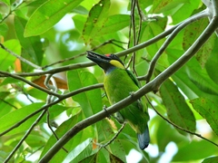 Psilopogon chrysopogon