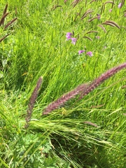 Hordeum brevisubulatum