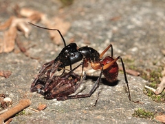 Dinomyrmex gigas borneensis