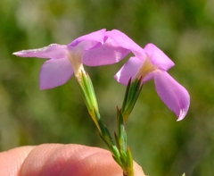 Lachnaea uniflora