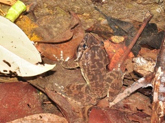 Limnonectes conspicillatus