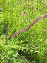 Hordeum brevisubulatum