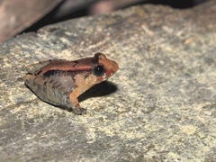 Limnonectes palavanensis