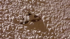 Melanthia procellata