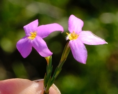 Lachnaea uniflora