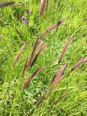 Hordeum brevisubulatum