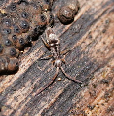 Paronellides