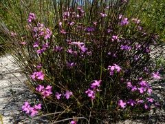 Lachnaea uniflora