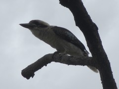 Dacelo novaeguineae novaeguineae