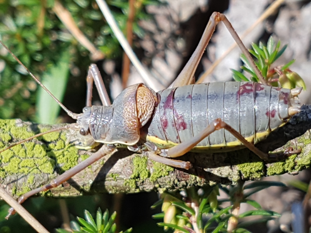 Swiss Saddle Bush-cricket
