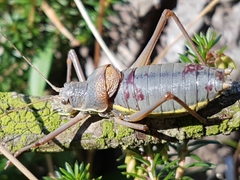 Ephippiger persicarius