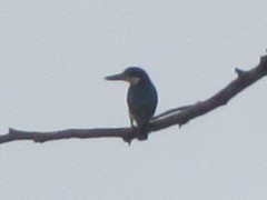 Todiramphus sanctus sanctus