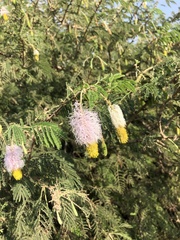 Dichrostachys