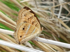 Junonia almana