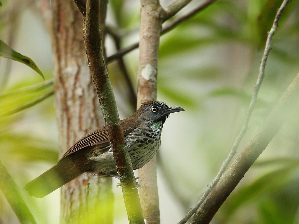 Chestnut-Rumped Babbler