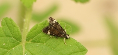 Heliothela