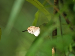 Pellorneum rostratum