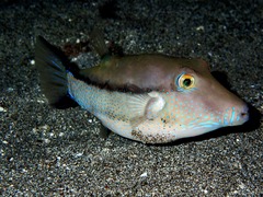 Canthigaster capistrata
