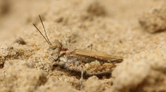 Acrotylini