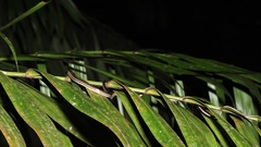 Dendrelaphis