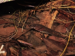 Forest Walking Catfish photo 5