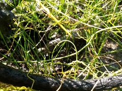 Lissolepis coventryi